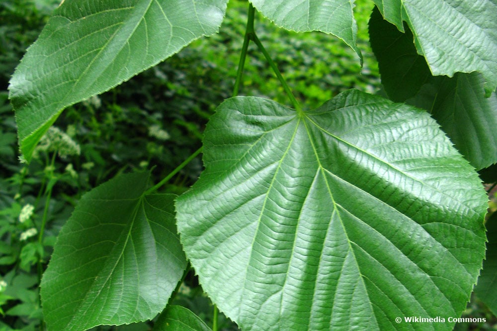 Moltke-Linde (Tilia × moltkei)