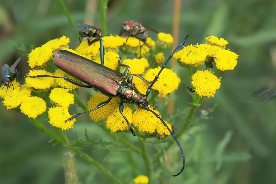 Moschusbock (Aromia moschata)