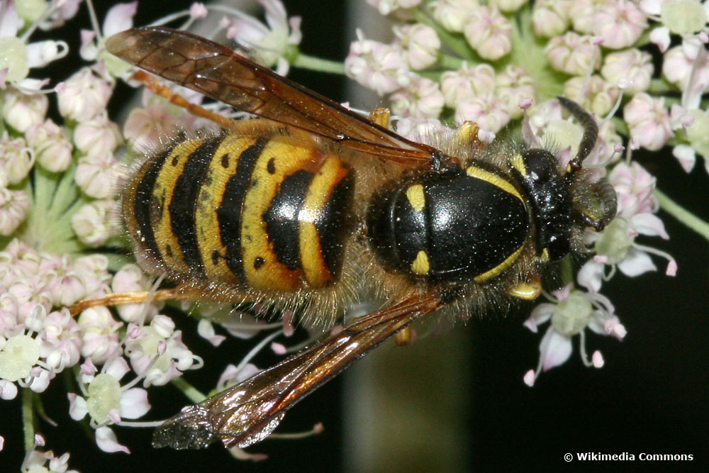 Norwegische Wespe (Dolichovespula norwegica)