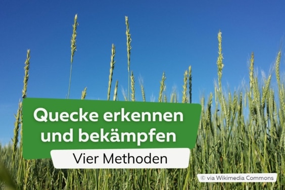 Quecke erkennen und bekämpfen: Vier Methoden