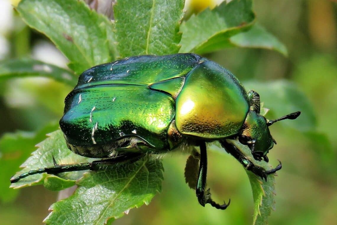 Rosenkäfer (Cetonia aurata)