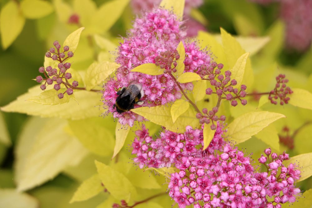 Rote Sommerspiere sind bienenfreundliche Bodendecker