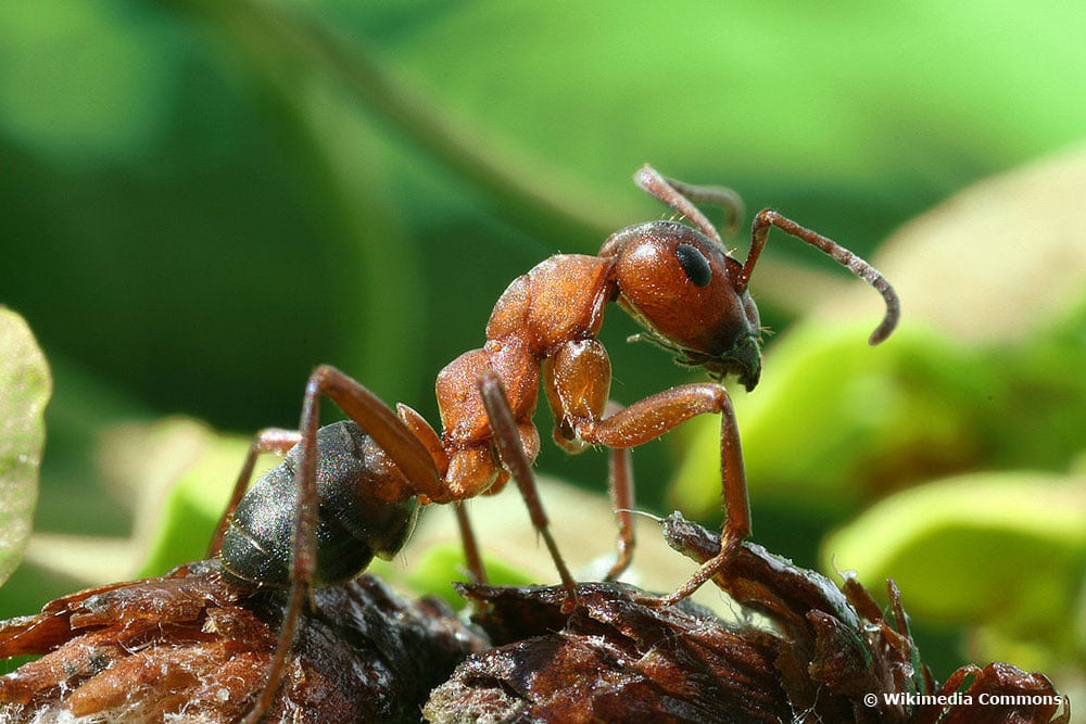 Rote Waldameise (Formica rufa), Ameisenarten