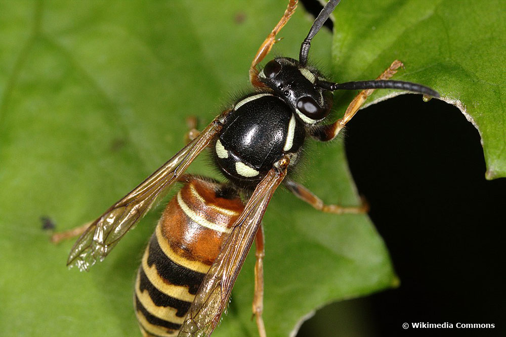 Rote Wespe (Vespula rufa)