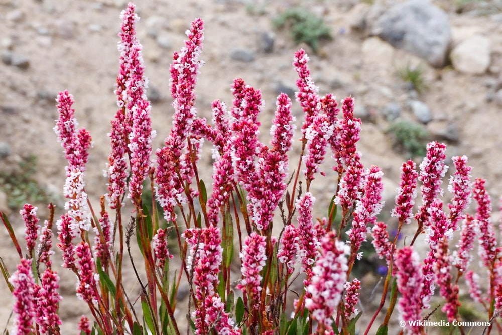 rotweißer Schnecken-Knöterich (Polygonum affinis)