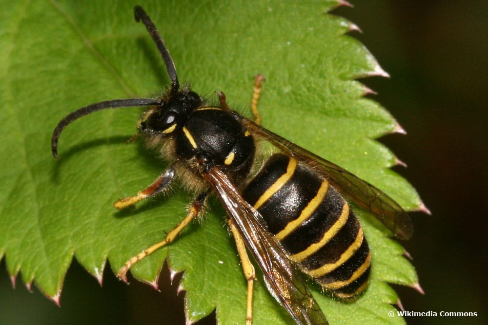 Sächsische Wespe (Dolichovespula saxonica)