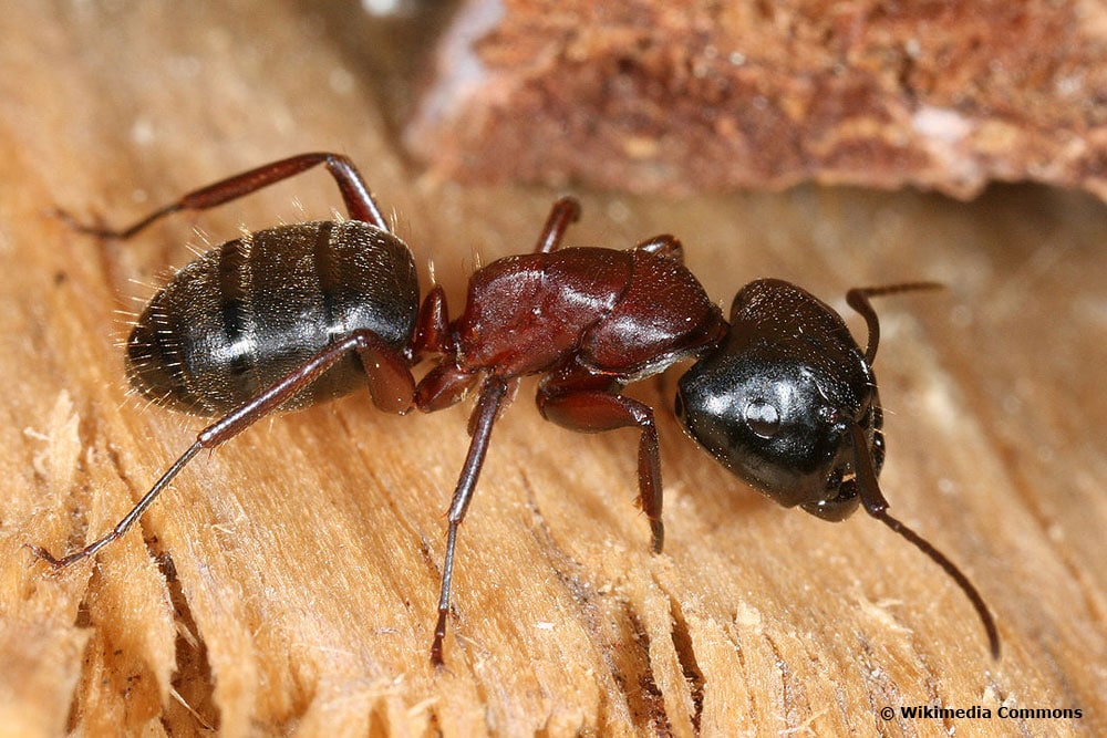 Schwarze Rossameise (Camponotus ligniperda)