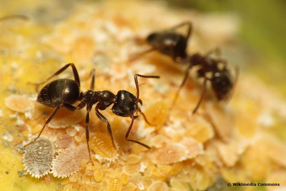 Schwarze Wegameise (Lasius niger)