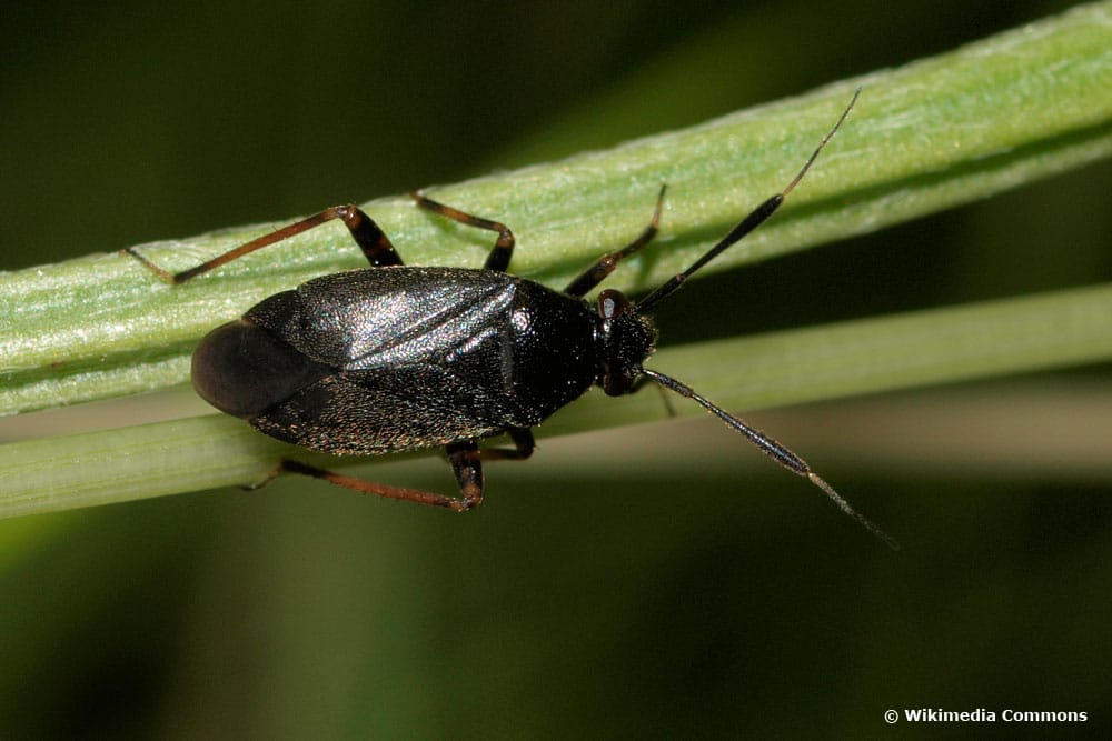 Schwarzrote Weichwanze