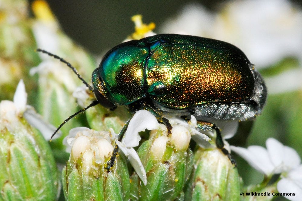 Seidiger Fallkäfer ist ein besonders glänzender Käfer