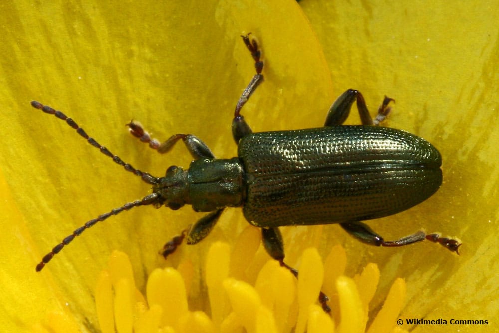 seidiger Rohrkäfer