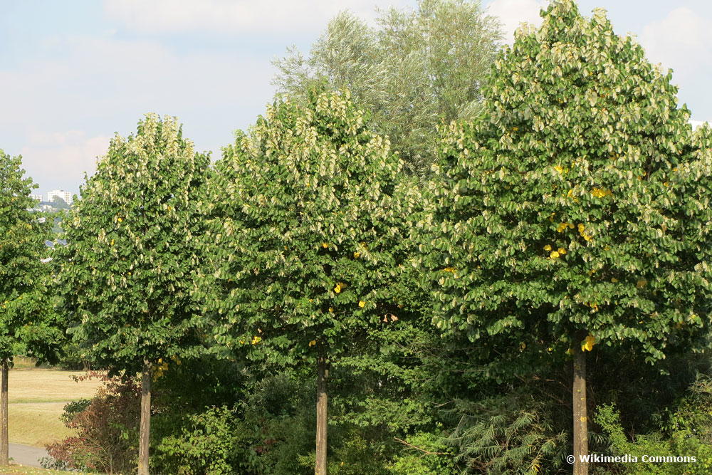 Silberlinde (Tilia tomentosa)