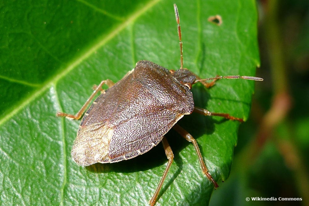 Stinkwanzen (Palomena prasina), braune Wanzen