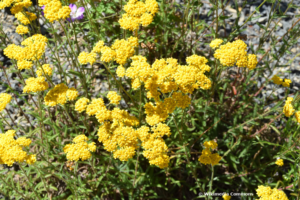 Teppich-Garbe ist mit ihren gelben Blüten besonders bienenfreundlich