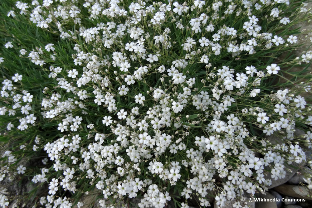 Teppich-Schleierkraut (Gypsophila repens) ist bienenfreunndlich