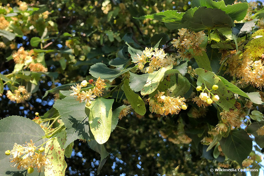 Tilia, Linde, Lindenblüte