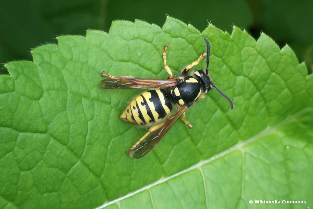 Waldkuckuckswespe (Dolichovespula omissa)