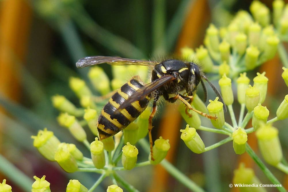 Waldwespe (Dolichovespula sylvestris)