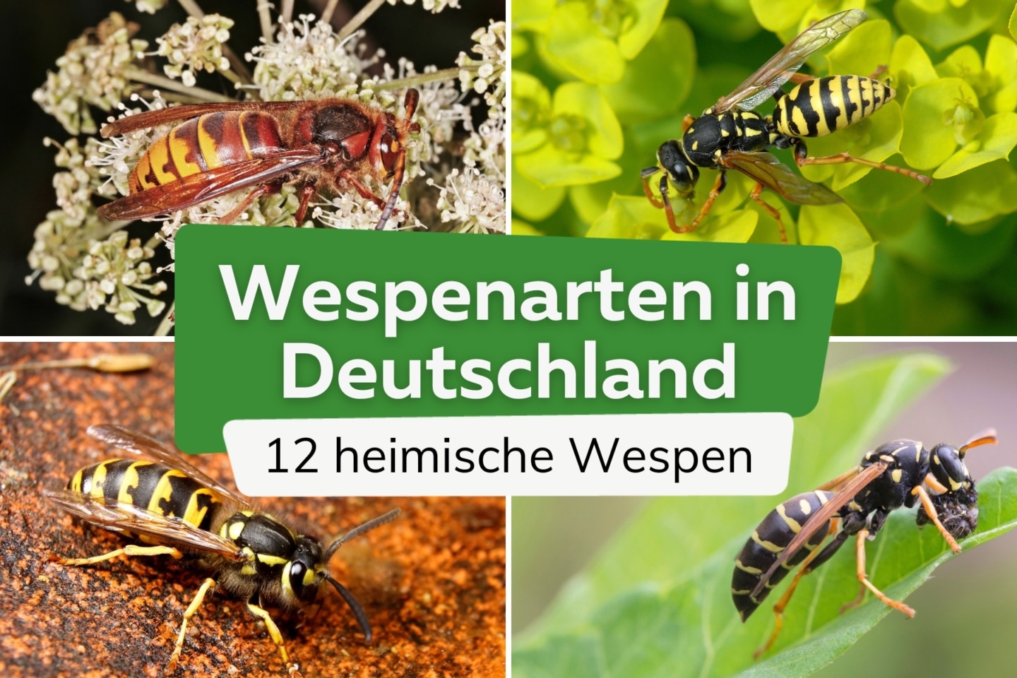 Neue Wespen In Deutschland