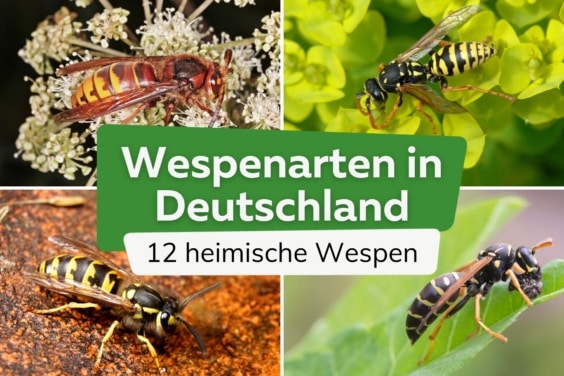 12 Wespenarten in Deutschland mit Bild