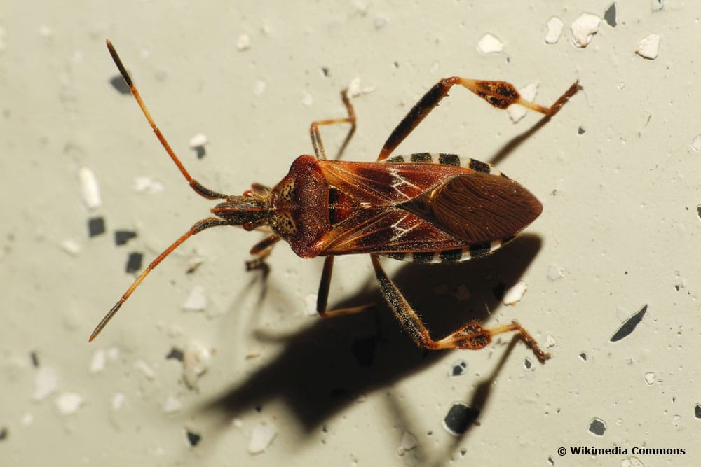 Zapfenwanze (Leptoglossus occidentalis)