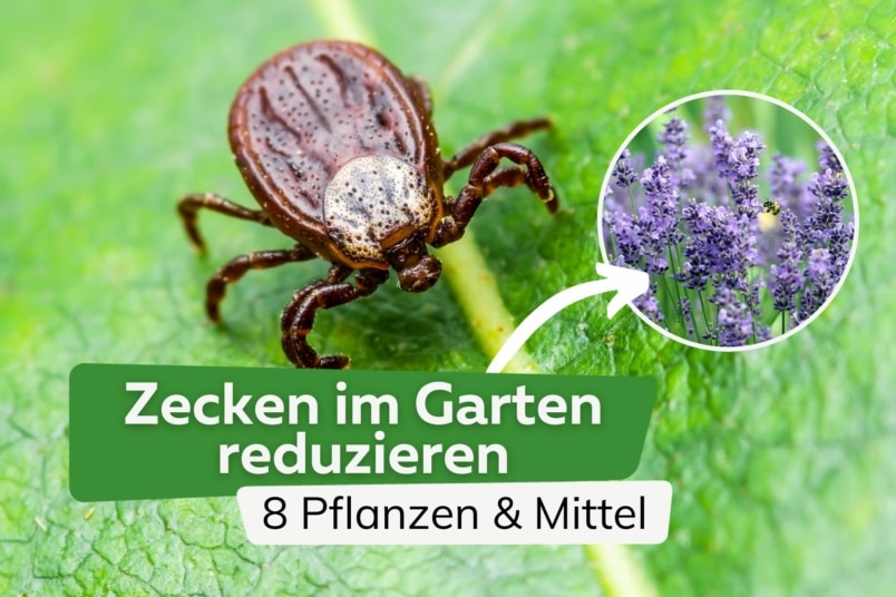 Zecken im Garten reduzieren: 8 Pflanzen & Mittel