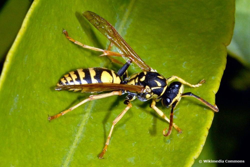 Zierliche Feldwespe