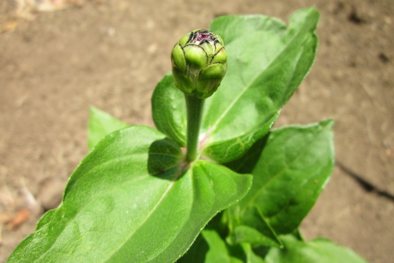 Zinnien im Beet säen