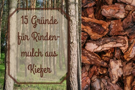 Kiefer bekommt braune Nadeln: was tun, wenn sie Nadeln verliert?
