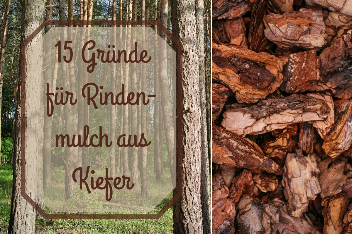 Kiefernrinde: 15 Grnde fr Kiefernrindenmulch