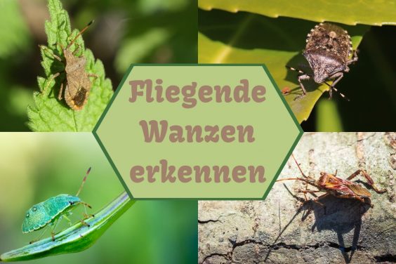 fliegende Wanzen -Titel