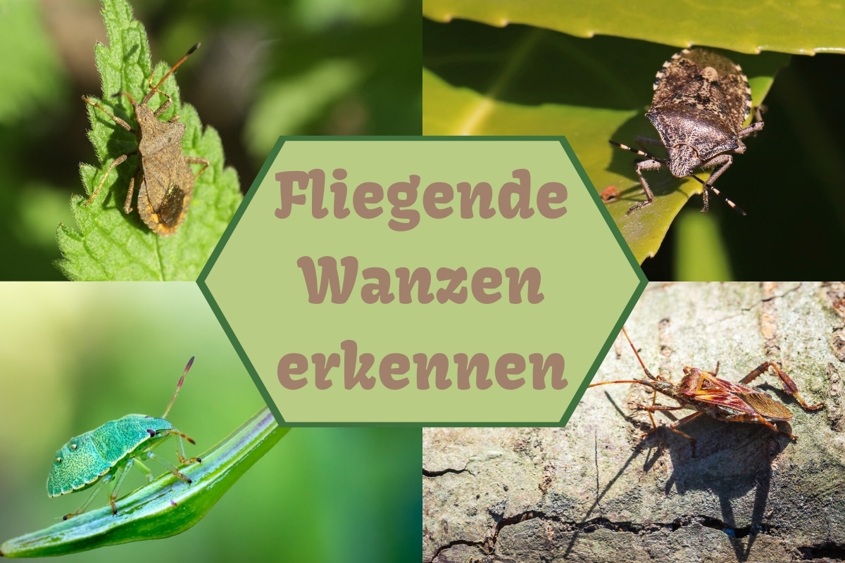 fliegende Wanzen -Titel