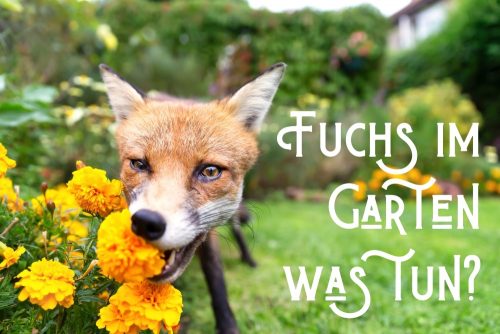Fuchs im Garten wie reagiert man richtig?