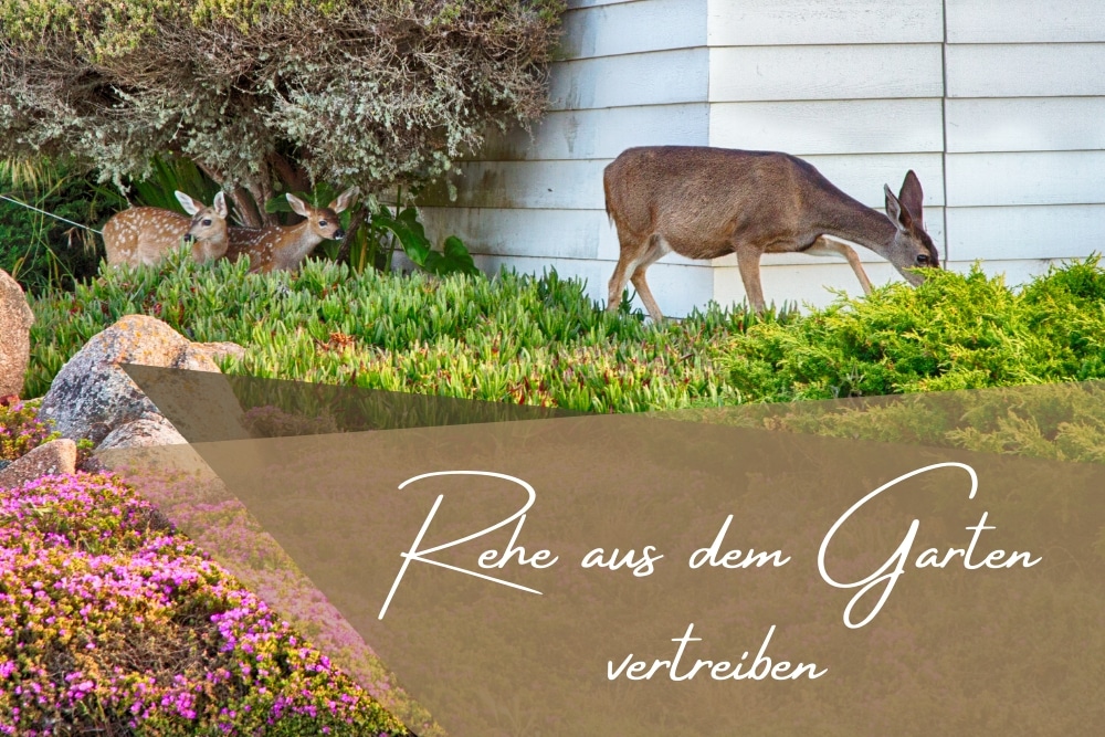 Rehe vertreiben -Titel