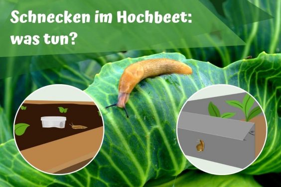 Schnecken im Hochbeet - Titel