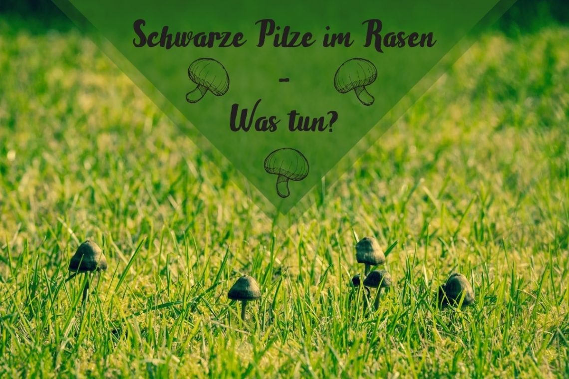 schwarze Pilze im Rasen - Titel