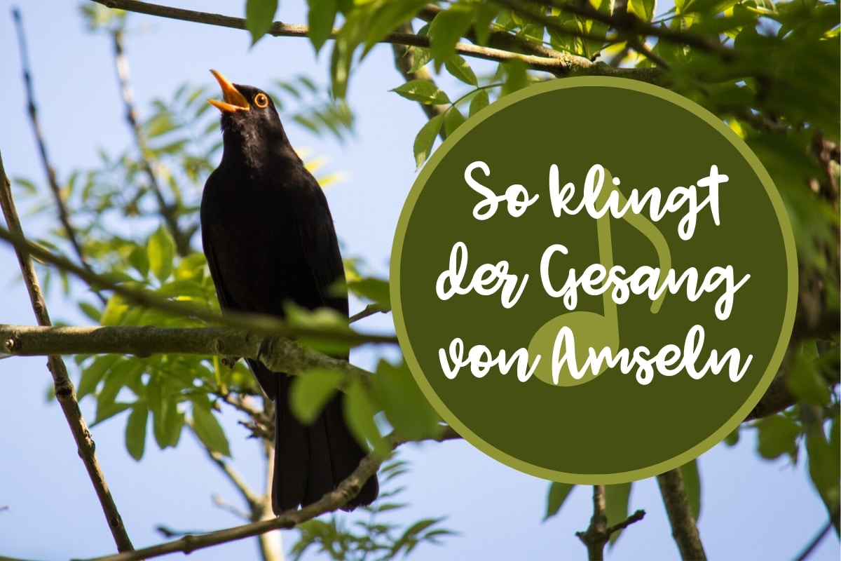 Amselgesang - Titel