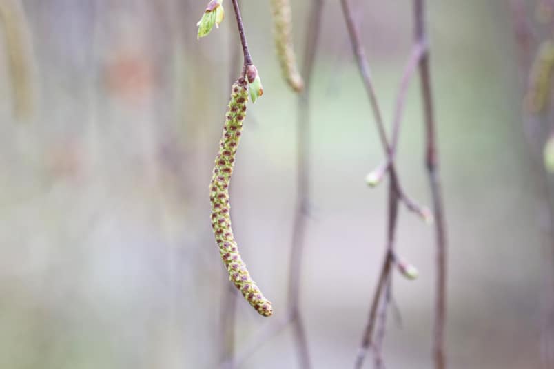 Birkenblüte