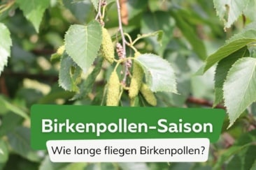 Birkenpollen-Saison: wie lange blühen Birken?