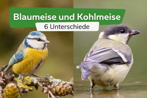 Blaumeise und Kohlmeise: 6 wichtige Unterschiede