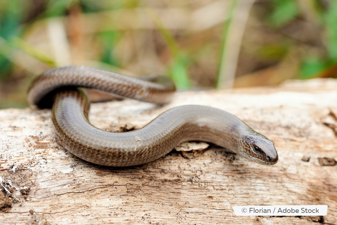 Blindschleiche (Anguis fragilis)