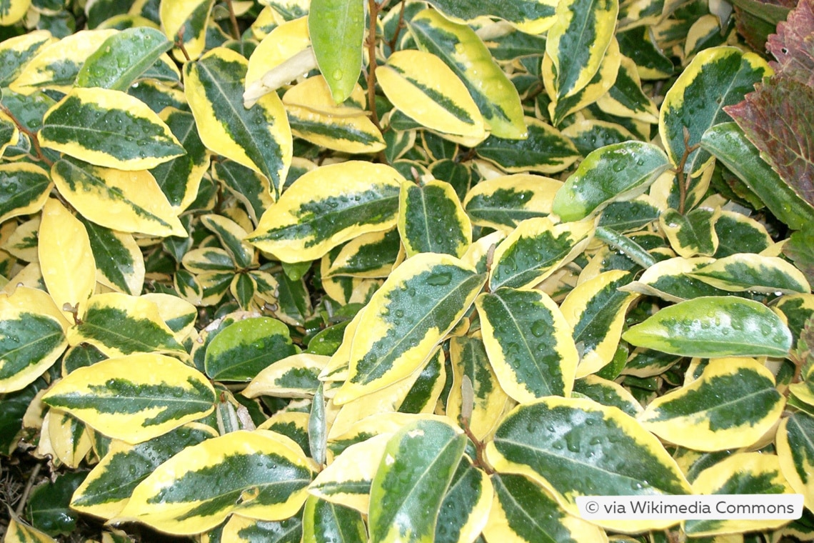 Buntlaubige Ölweide (Elaeagnus ebbingei 'Gilt Edge')