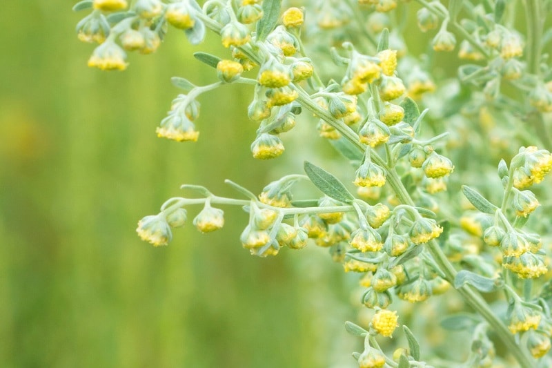 Blüte des Colakrauts