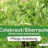 Colakraut/Eberraute/Limopflanze (Artemisia arboratum)