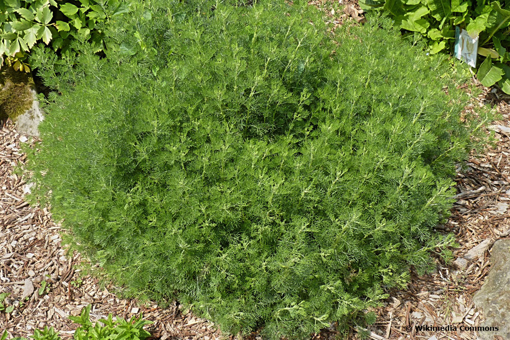 Colakraut (Artemisia abrotanum)