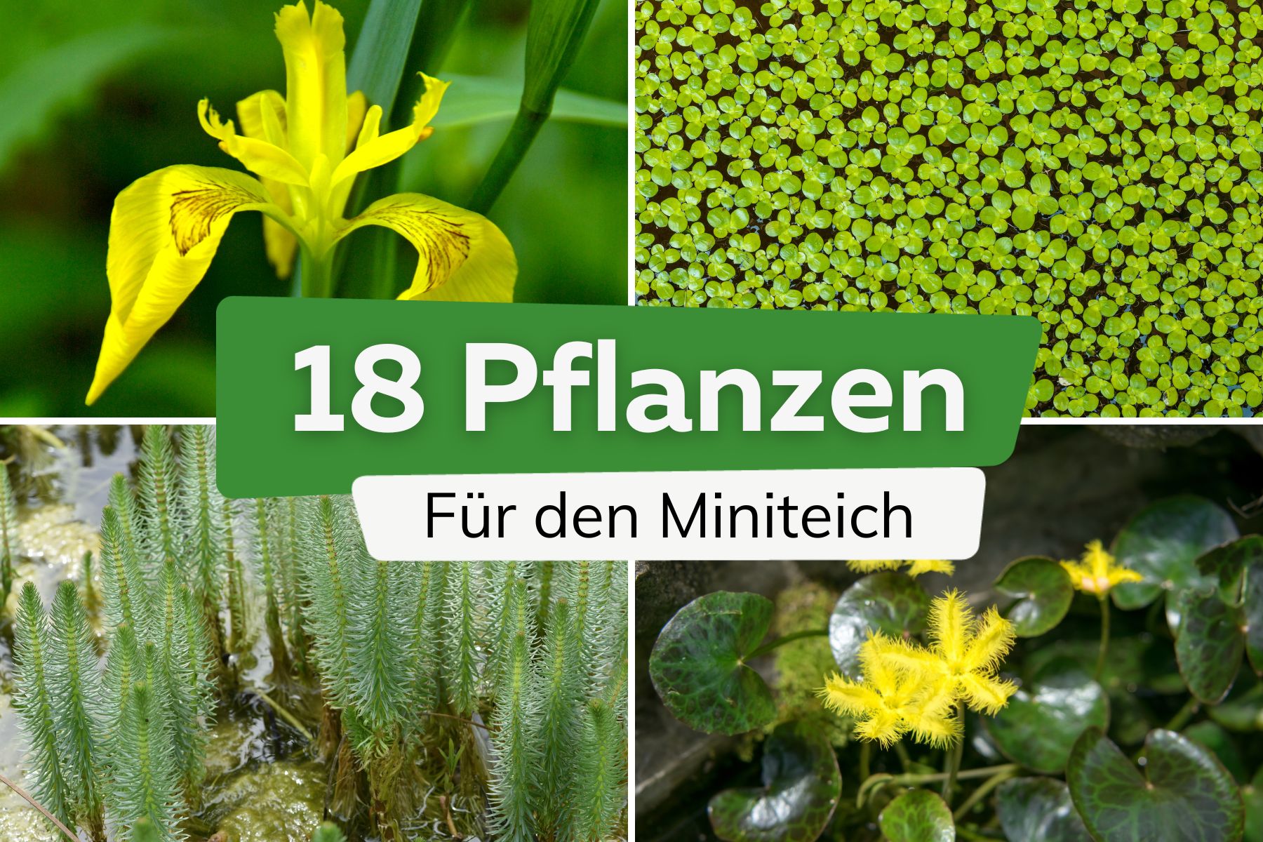 Die besten 18 Pflanzen für den Miniteich