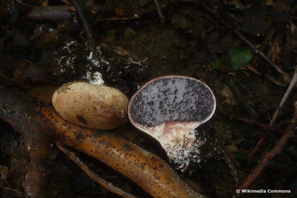 Dünnschaliger Kartoffelbovist (scleroderma verrucosum)