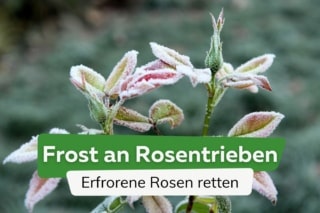 compo axoris insekten-frei af Effektives Insekten-Frei-Spray: Sofortwirkendes Universal-Insektizid g   Silberkraft