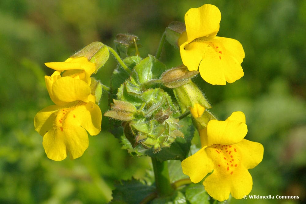 Gelbe Gauklerblume (Mimilus guttatus)