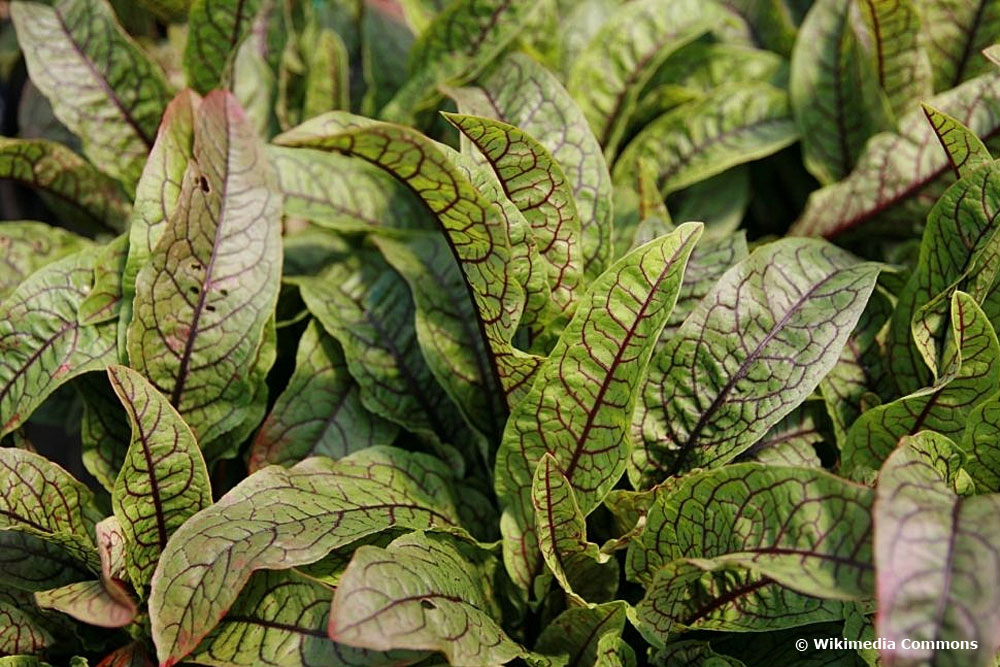 Hainampfer (Rumex sanguineus) eignet sich auch für die Pflanzung im Miniteich